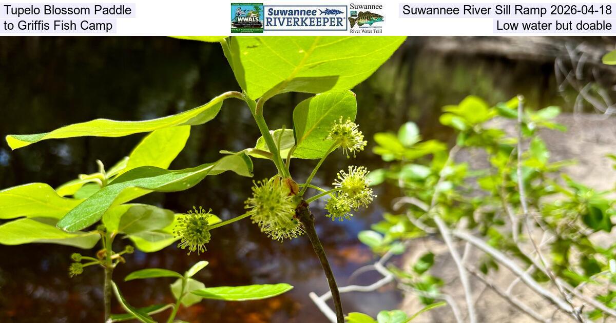 [Tupelo Blossom Paddle, Suwannee River Sill Ramp 2026-04-18, to Griffis Fish Camp, Low water but doable]