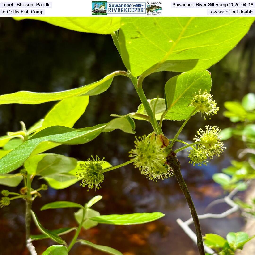 Tupelo Blossom Paddle, Suwannee River Sill Ramp 2026-04-18, to Griffis Fish Camp, Low water but doable