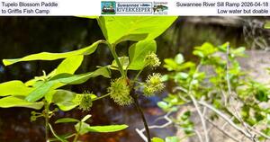 [Tupelo Blossom Paddle, Suwannee River Sill Ramp 2026-04-18, to Griffis Fish Camp, Low water but doable]