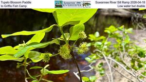 [Tupelo Blossom Paddle, Suwannee River Sill Ramp 2026-04-18, to Griffis Fish Camp, Low water but doable]