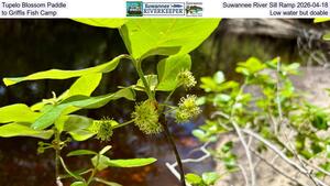 [Tupelo Blossom Paddle, Suwannee River Sill Ramp 2026-04-18, to Griffis Fish Camp, Low water but doable]