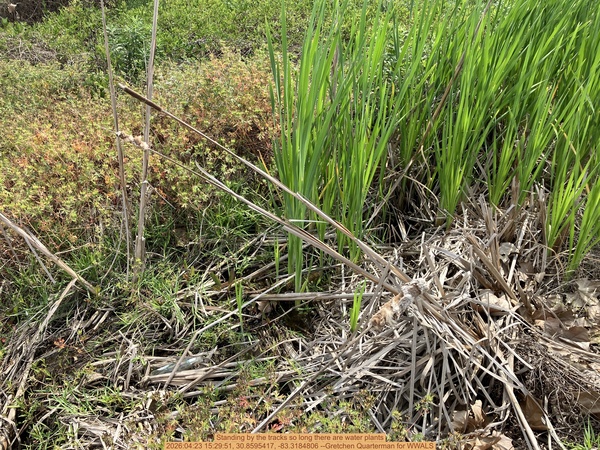 [Standing by the tracks so long there are water plants, 2026:04:23 15:29:51, 30.8595417, -83.3184806 --Gretchen Quarterman for WWALS]