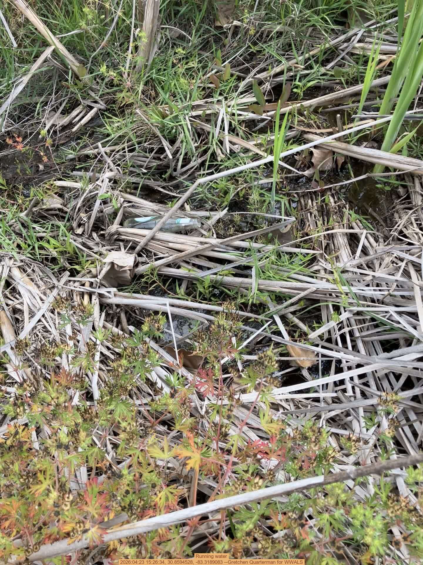 Running water, 2026:04:23 15:26:34, 30.8594528, -83.3189083 --Gretchen Quarterman for WWALS