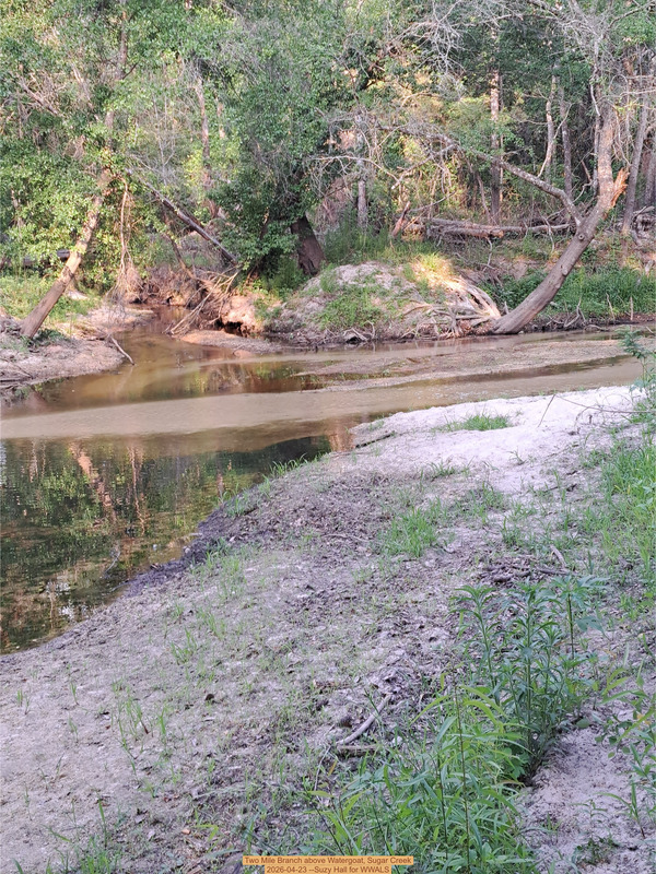 [Two Mile Branch above Watergoat, Sugar Creek 2026-04-23 --Suzy Hall for WWALS]