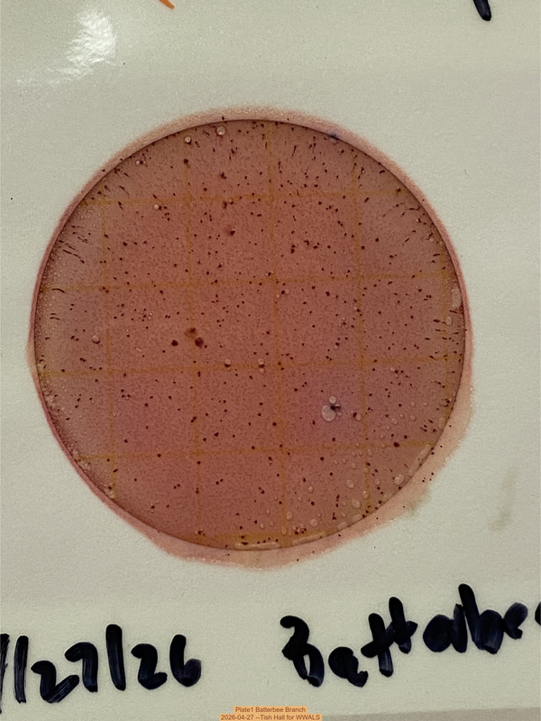 [Plate1 Batterbee Branch, 2026-04-27 --Tish Hall for WWALS]