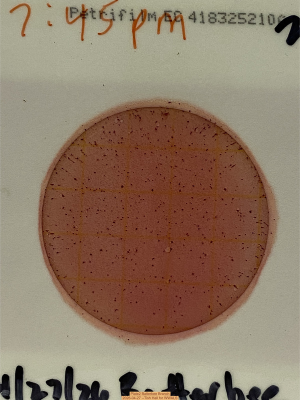 [Plate2 Batterbee Branch, 2026-04-27 --Tish Hall for WWALS]