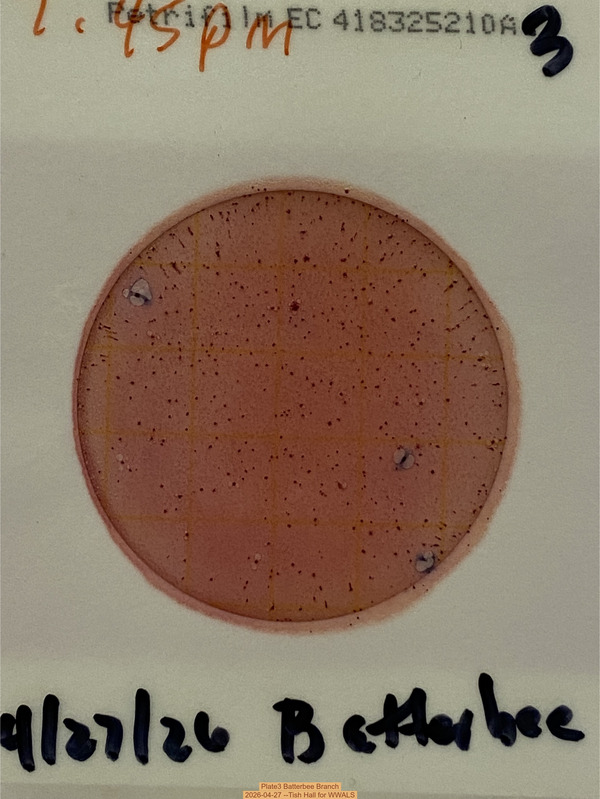 [Plate3 Batterbee Branch, 2026-04-27 --Tish Hall for WWALS]