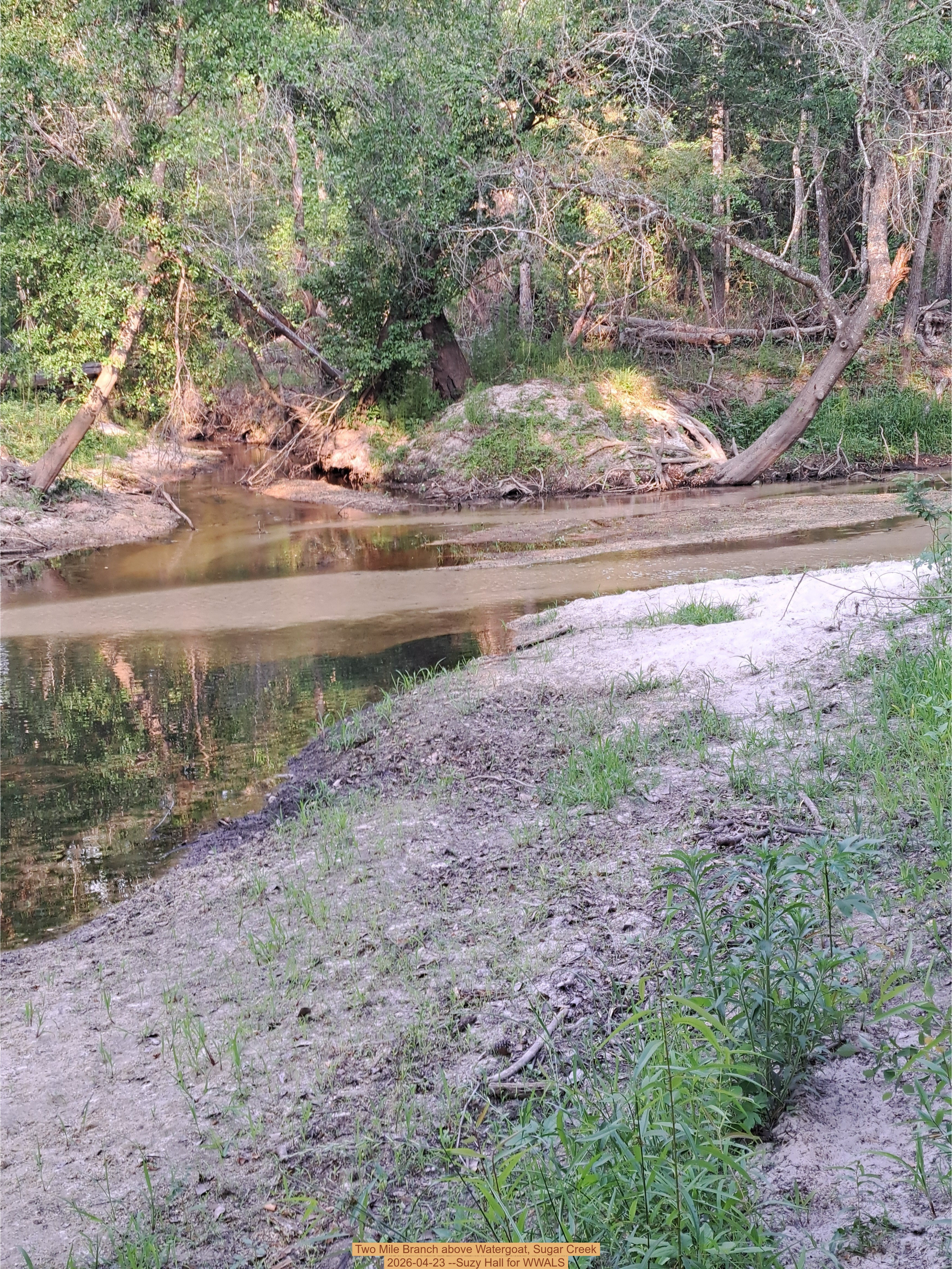 Two Mile Branch above Watergoat, Sugar Creek 2026-04-23 --Suzy Hall for WWALS