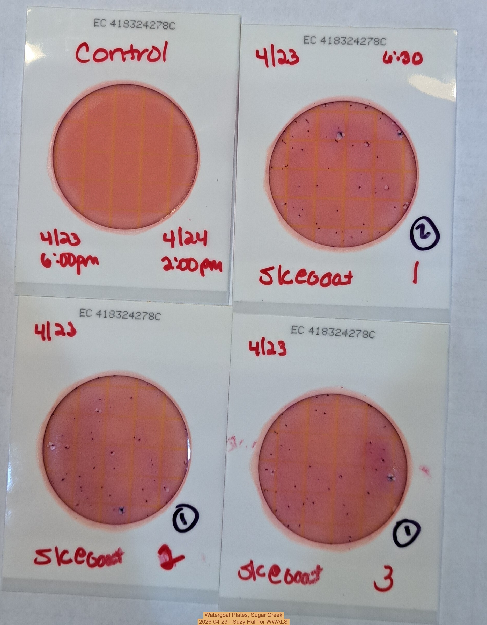 Watergoat Plates, Sugar Creek 2026-04-23 --Suzy Hall for WWALS