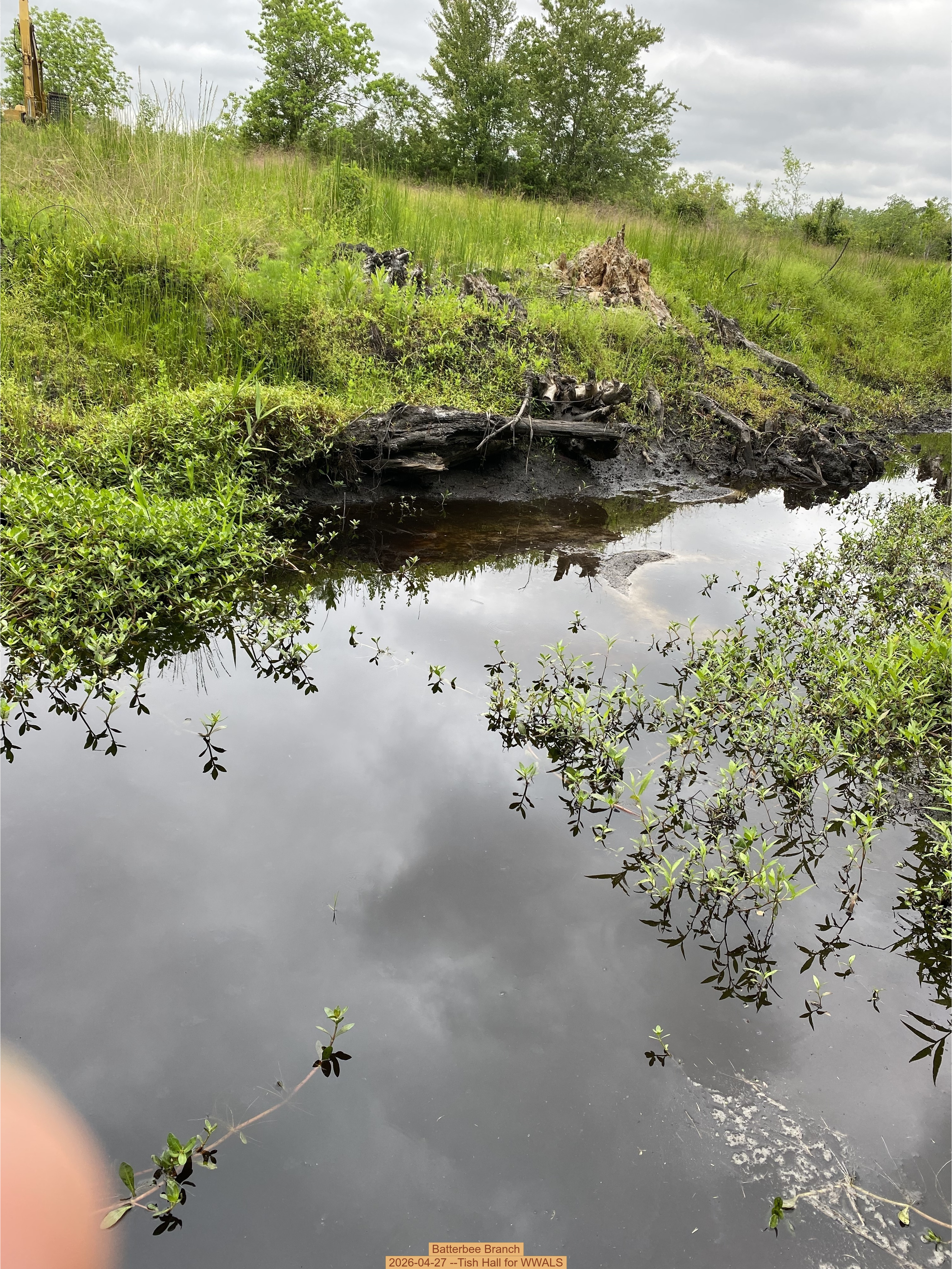 Batterbee Branch, 2026-04-27 --Tish Hall for WWALS