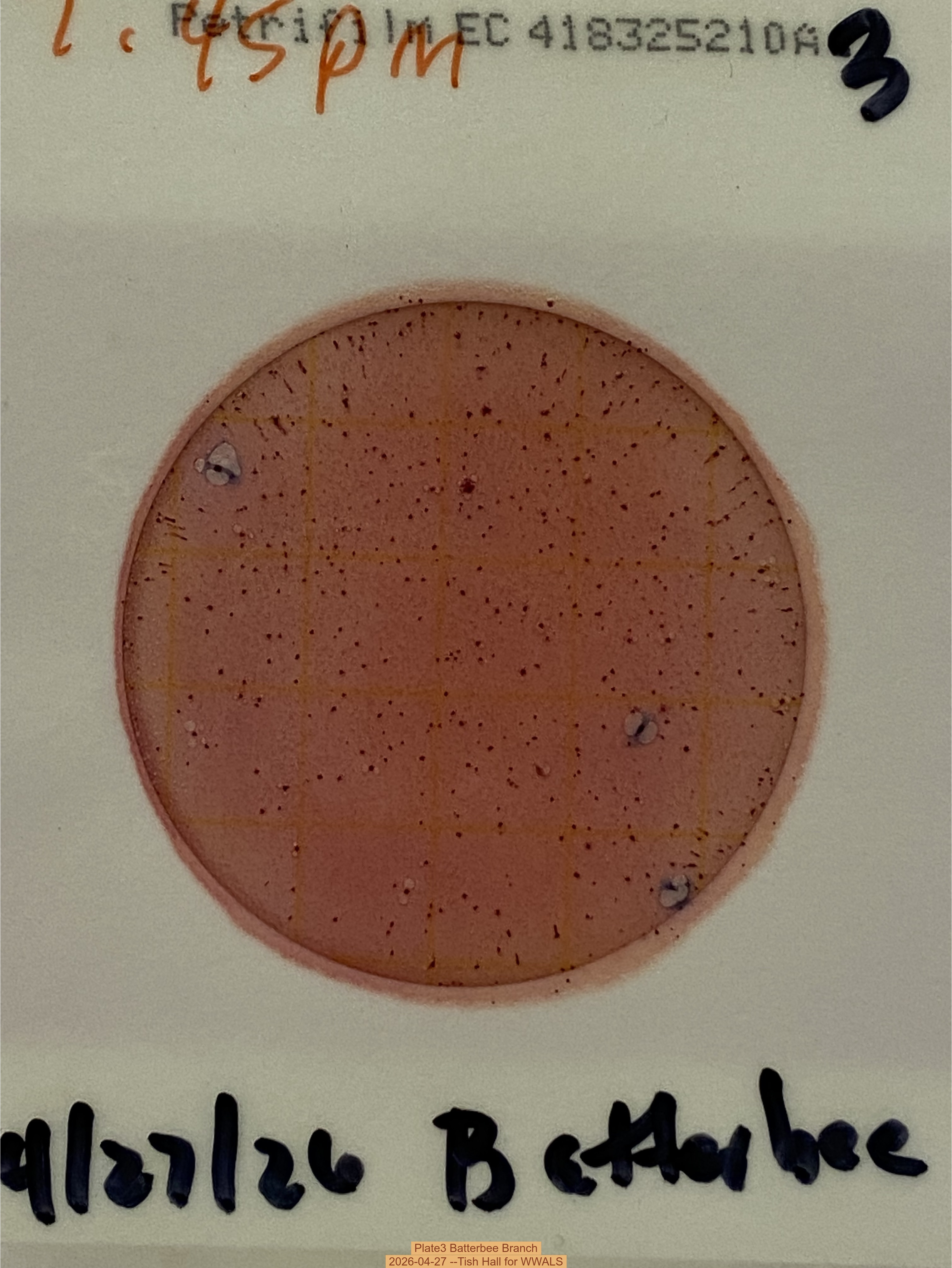 Plate3 Batterbee Branch, 2026-04-27 --Tish Hall for WWALS