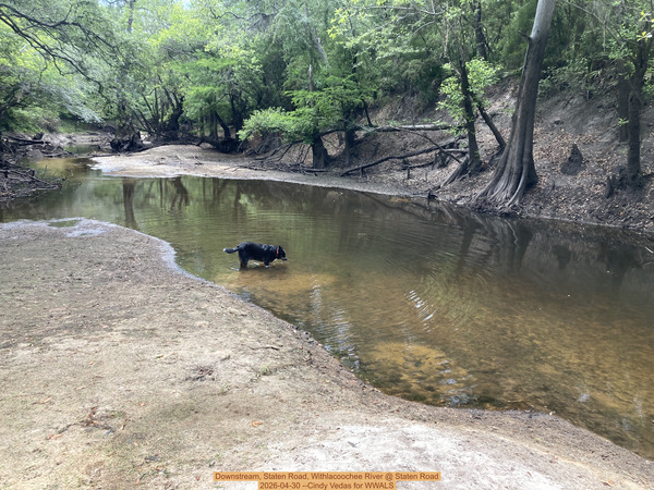 Downstream, Staten Road, Withlacoochee River @ Staten Road 2026-04-30 --Cindy Vedas for WWALS