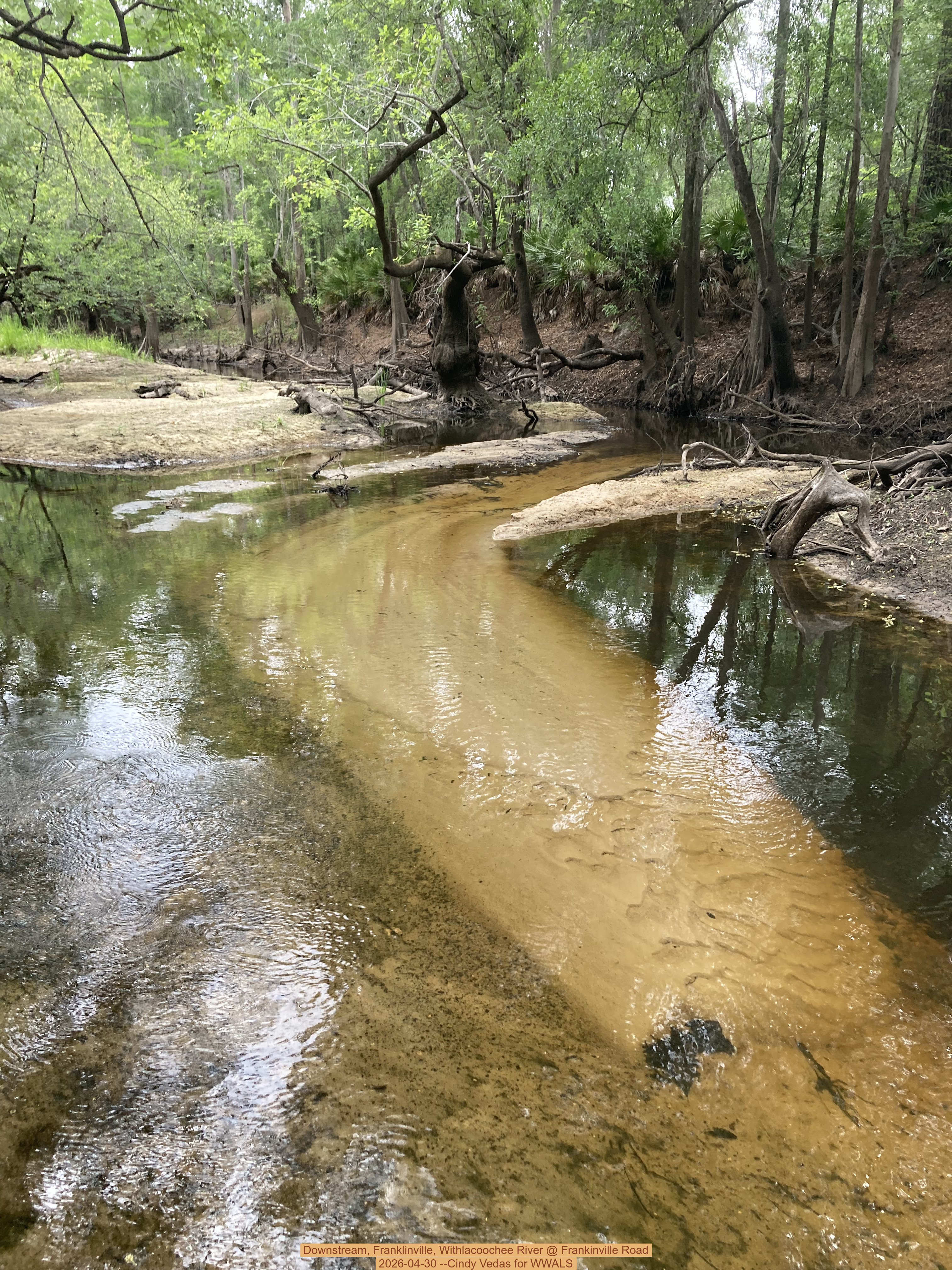 Downstream, Franklinville, Withlacoochee River @ Frankinville Road 2026-04-30 --Cindy Vedas for WWALS