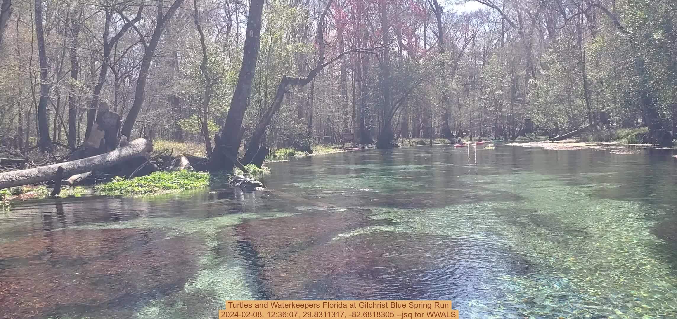 Turtles and Waterkeepers Florida at Gilchrist Blue Spring Run, 2024-02-08, 12:36:07, 29.8311317, -82.6818305 --jsq for WWALS