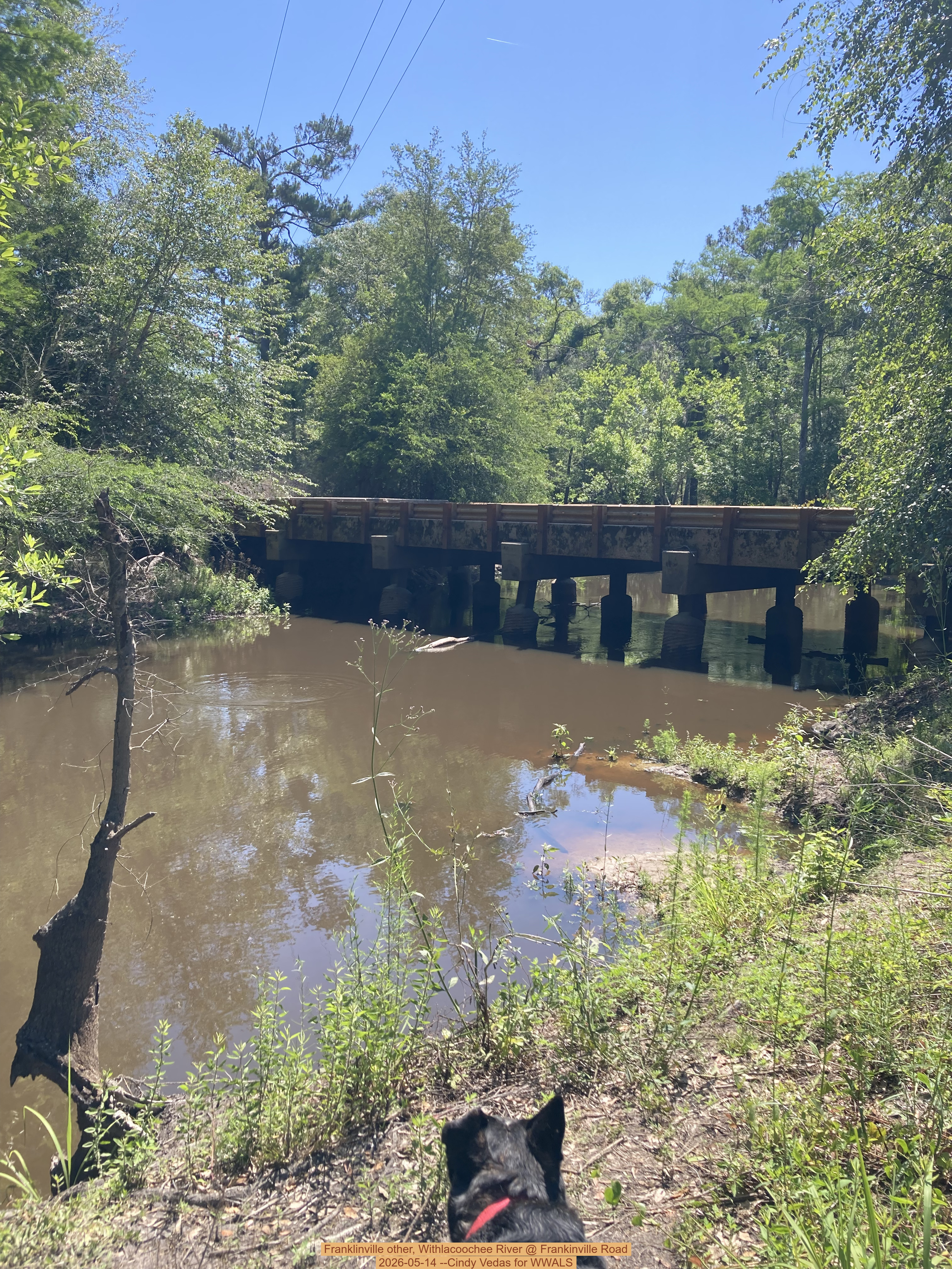 Dog, Franklinville, Withlacoochee River @ Frankinville Road 2026-05-14 --Cindy Vedas for WWALS