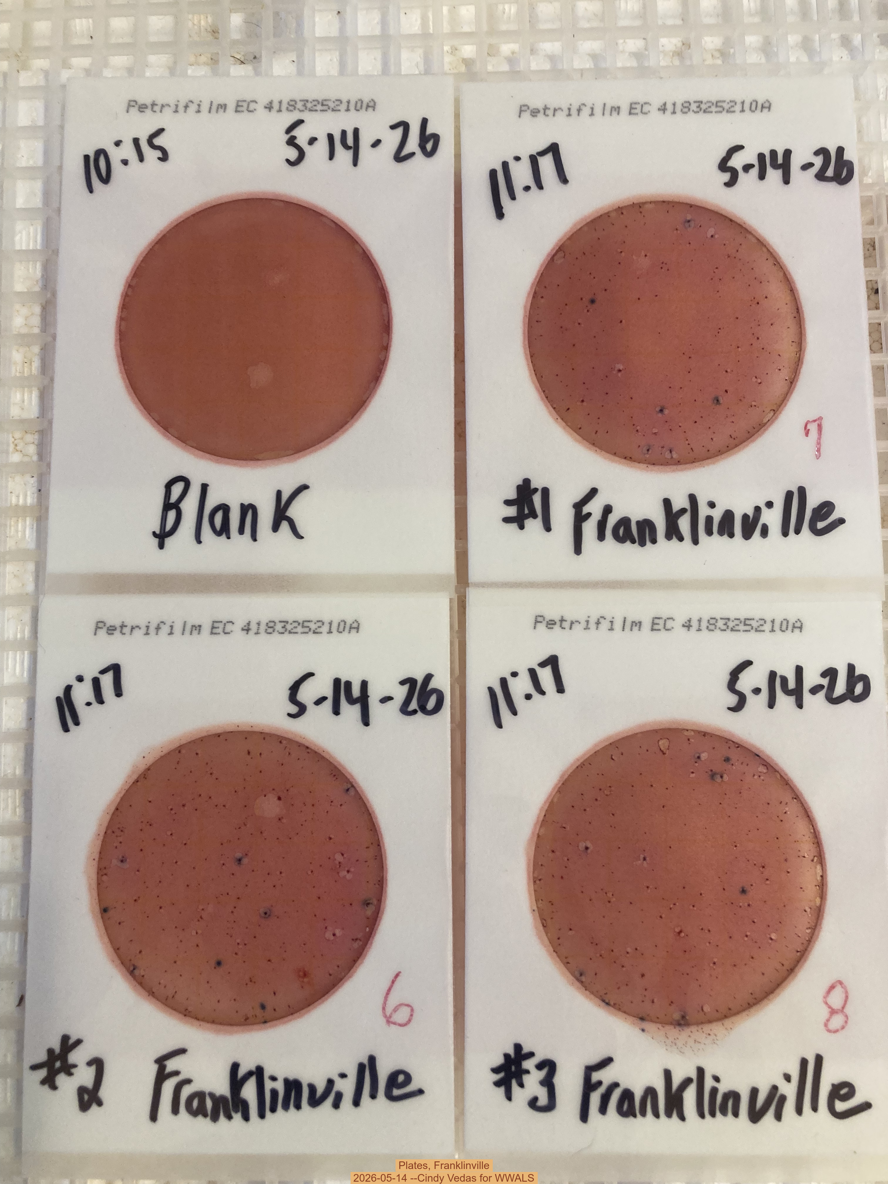 Plates, Franklinville 2026-05-14 --Cindy Vedas for WWALS