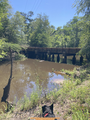 [Dog, Franklinville, Withlacoochee River @ Frankinville Road 2026-05-14 --Cindy Vedas for WWALS]