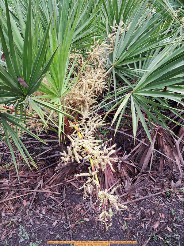 [Blooming palmetto, Langdale Park Boat Ramp, Withlacoochee River @ North Valdosta Road 2026-05-13 --Suzy Hall for WWALS]
