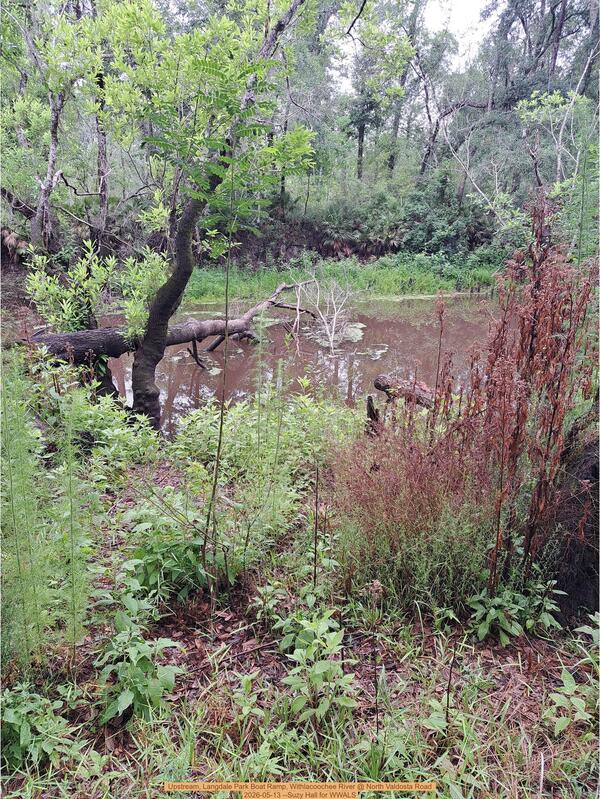 [Upstream, Langdale Park Boat Ramp, Withlacoochee River @ North Valdosta Road 2026-05-13 --Suzy Hall for WWALS]