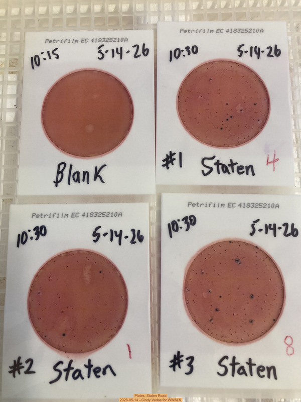 [Plates, Staten Road 2026-05-14 --Cindy Vedas for WWALS]
