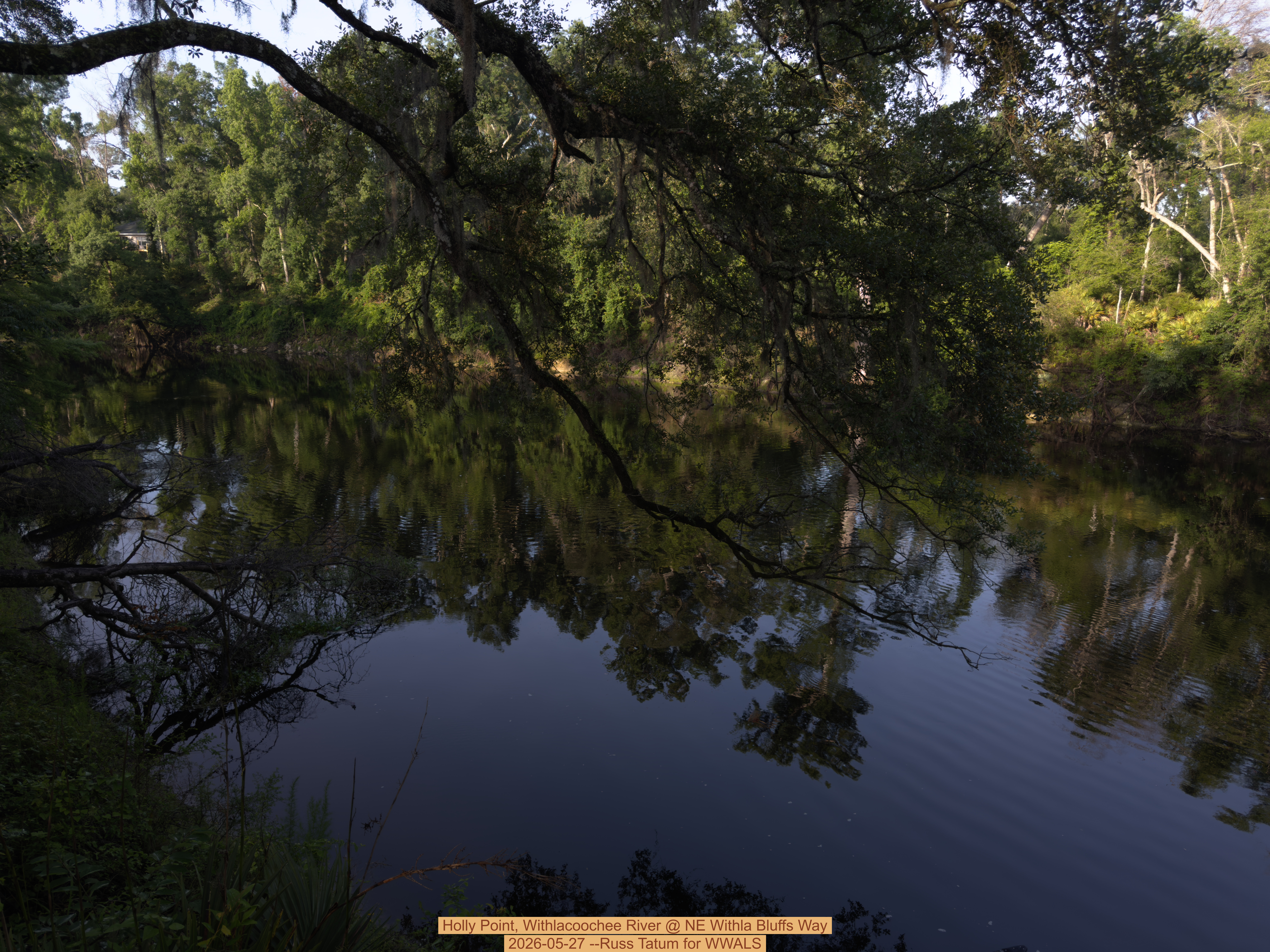 Holly Point, Withlacoochee River @ NE Withla Bluffs Way 2026-05-27 --Russ Tatum for WWALS