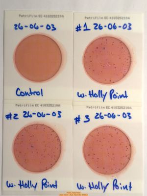 [Plates, Holly Point 2026-06-03 --Russ Tatum for WWALS]