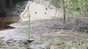 [Buzzards at NSRR Trestle, 2026:06:07 12:43:07, 30.8668238, -83.3206664 (7.0M)]
