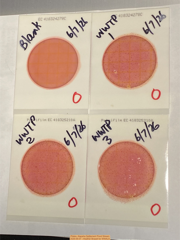 [Plates, Alapaha Settlement Pond Stream 2026-06-07 --Heather Brasell for WWALS]
