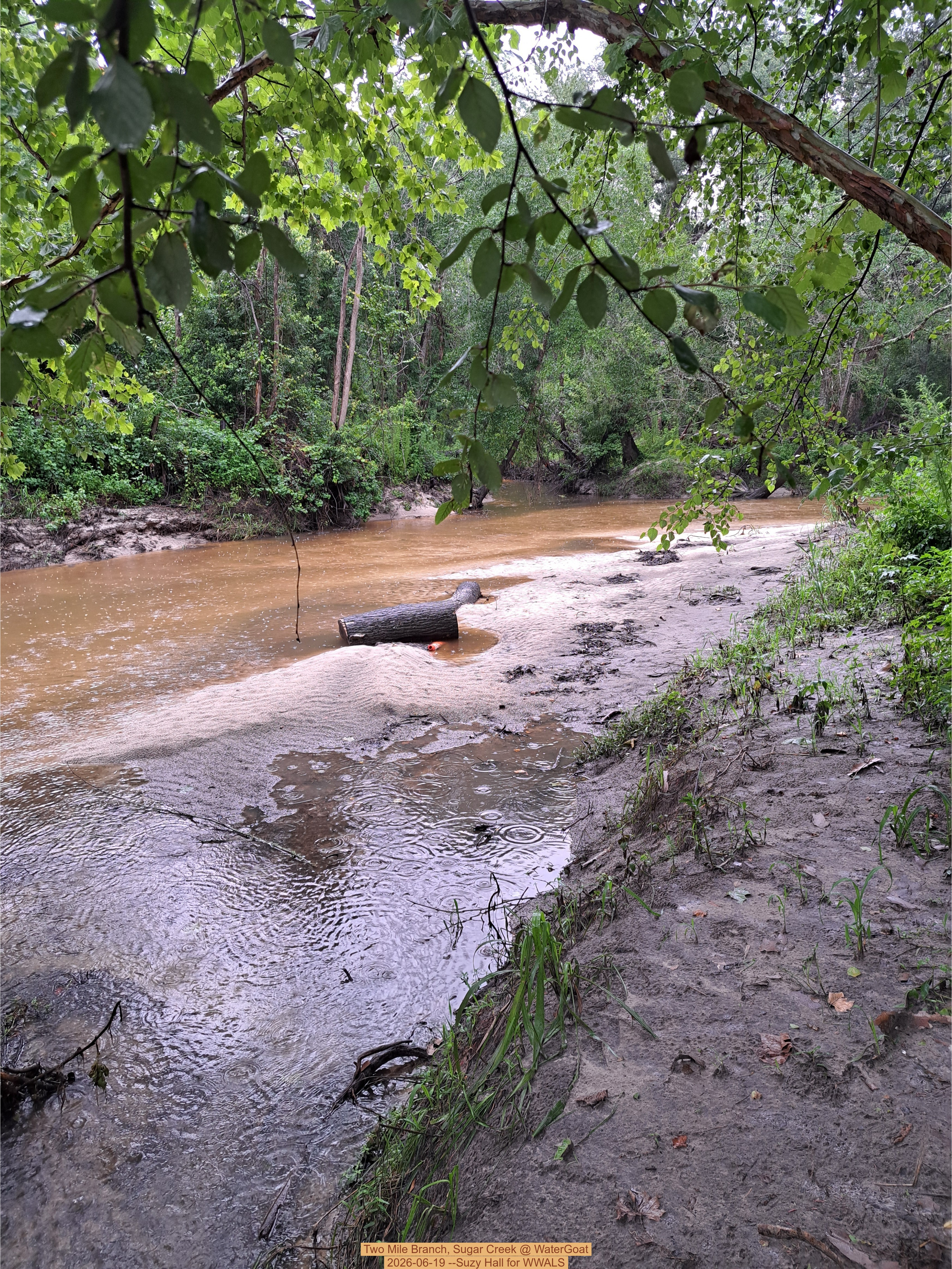 Two Mile Branch, Sugar Creek @ WaterGoat 2026-06-19 --Suzy Hall for WWALS