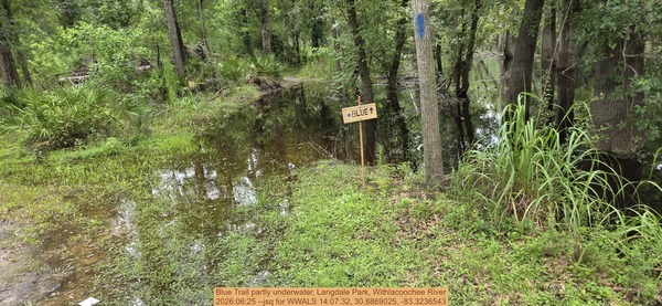 [Blue Trail partly underwater, Langdale Park, Withlacoochee River, 2026:06:25 --jsq for WWALS 14:07:32, 30.8869025, -83.3236543]