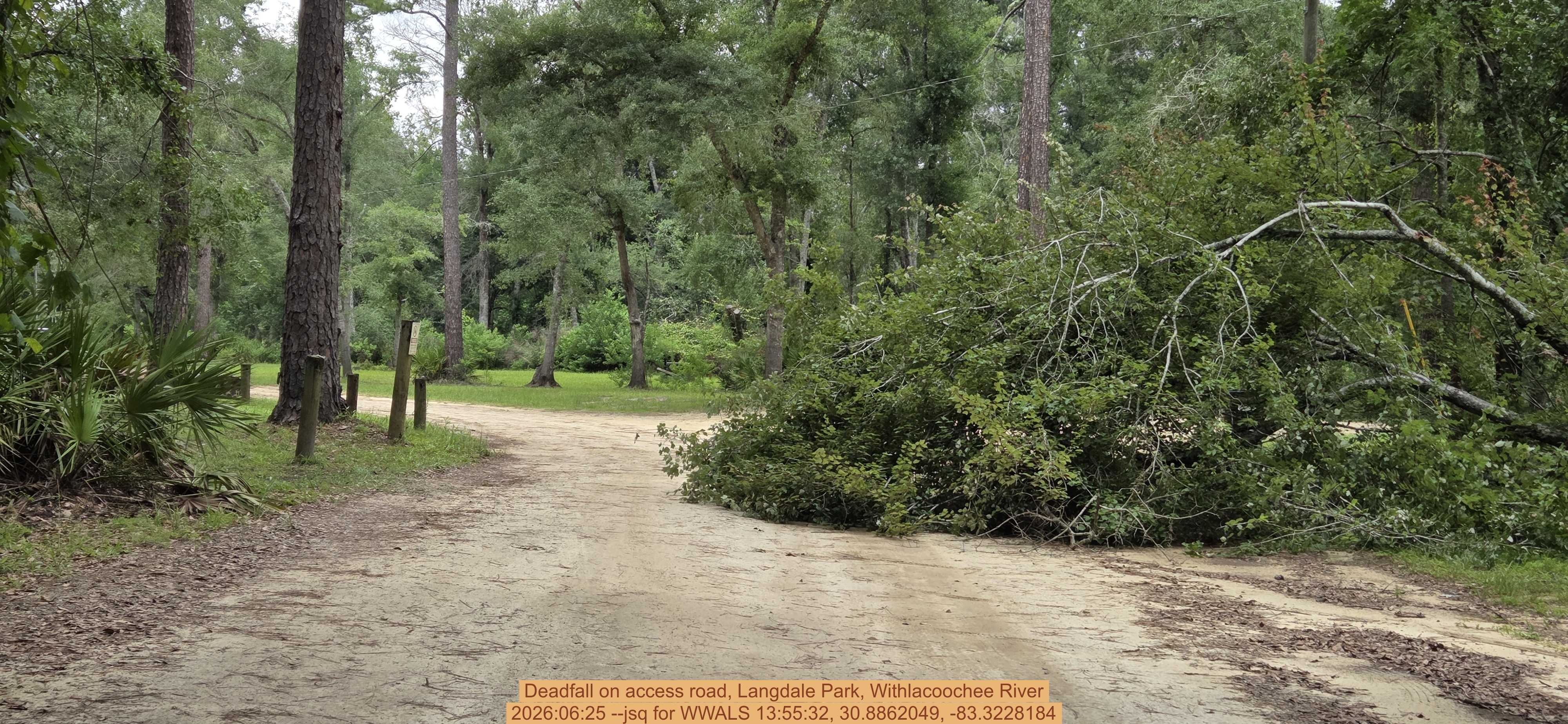 Deadfall on access road, Langdale Park, Withlacoochee River, 2026:06:25 --jsq for WWALS 13:55:32, 30.8862049, -83.3228184