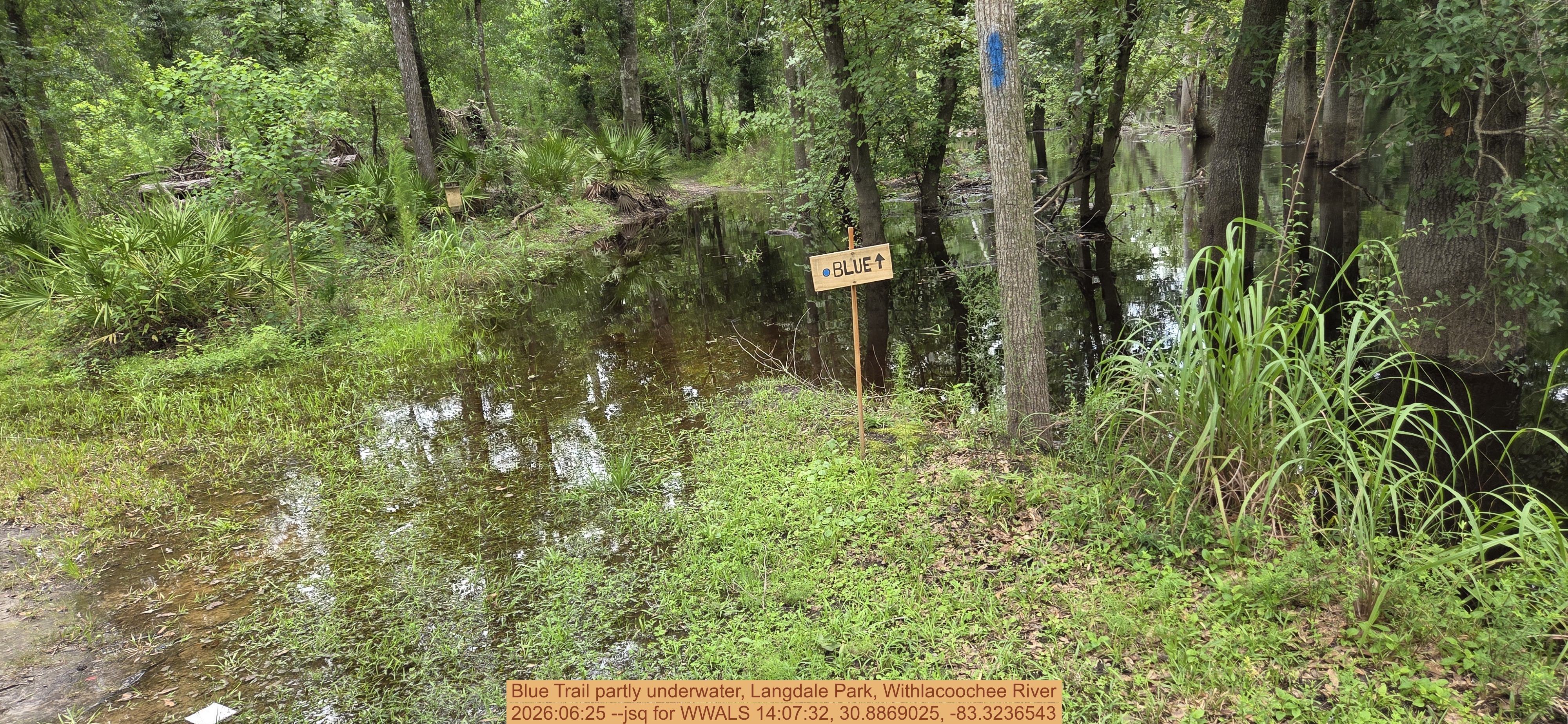 Blue Trail partly underwater, Langdale Park, Withlacoochee River, 2026:06:25 --jsq for WWALS 14:07:32, 30.8869025, -83.3236543