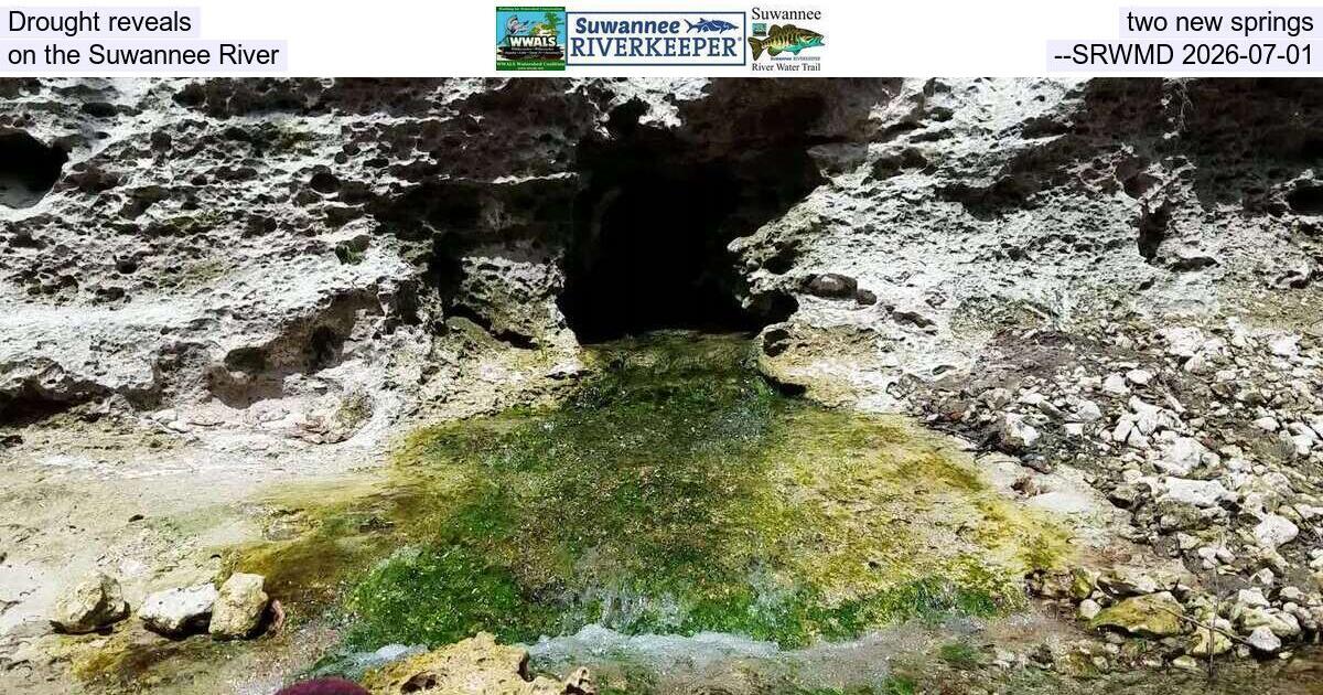 Drought reveals two new springs on the Suwannee River --SRWMD 2026-07-01