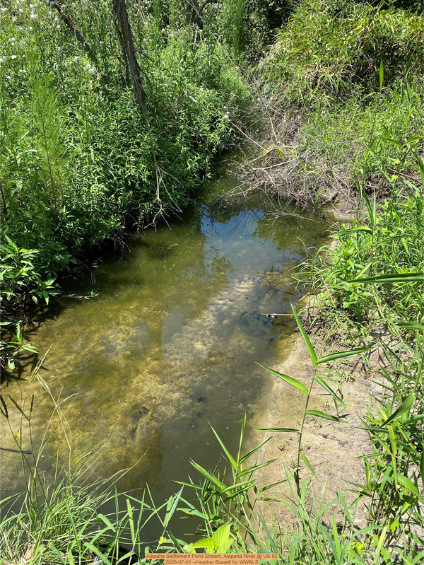[Alapaha Settlement Pond Stream, Alapaha River @ US 82 2026-07-01 --Heather Brasell for WWALS]