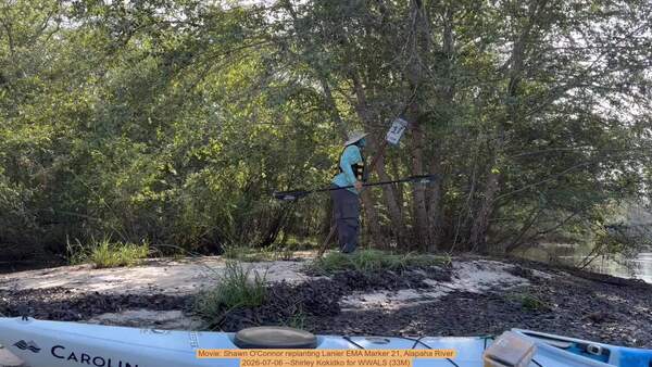 [Movie: Shawn O'Connor replanting Lanier EMA Marker 21, Alapaha River, 2026-07-06 --Shirley Kokidko for WWALS (33M)]