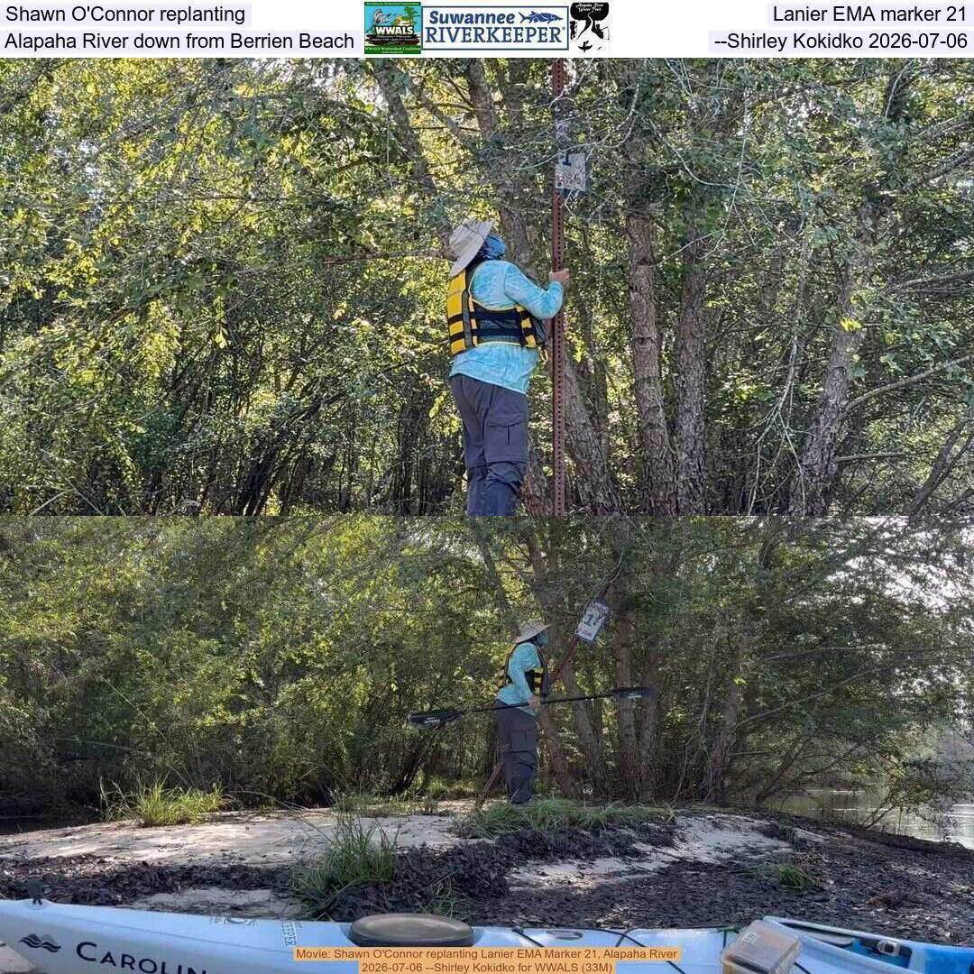Shawn O'Connor replanting Lanier EMA marker 21, Alapaha River down from Berrien Beach, --Shirley Kokidko 2026-07-06