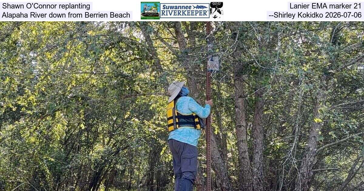 [Shawn O'Connor replanting Lanier EMA marker 21, Alapaha River down from Berrien Beach, --Shirley Kokidko 2026-07-06]
