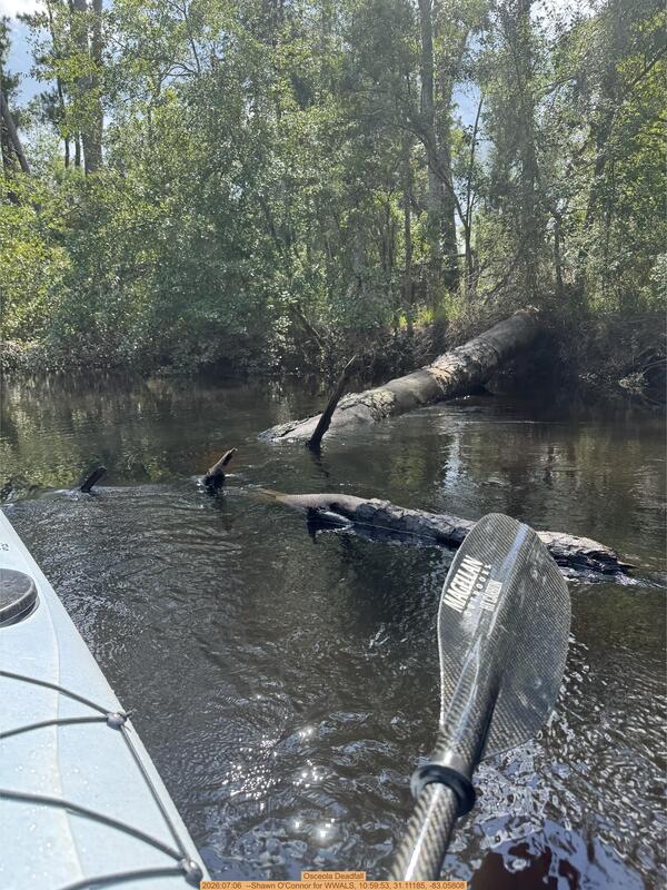 [Osceola Deadfall, 2026:07:06 --Shawn O'Connor for WWALS, 10:59:53, 31.11185, -83.05808]