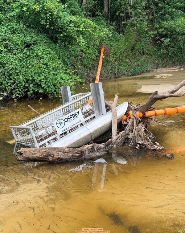[Osprey, Sugar Creek, 2026-07-08 --Suzy Hall for WWALS]