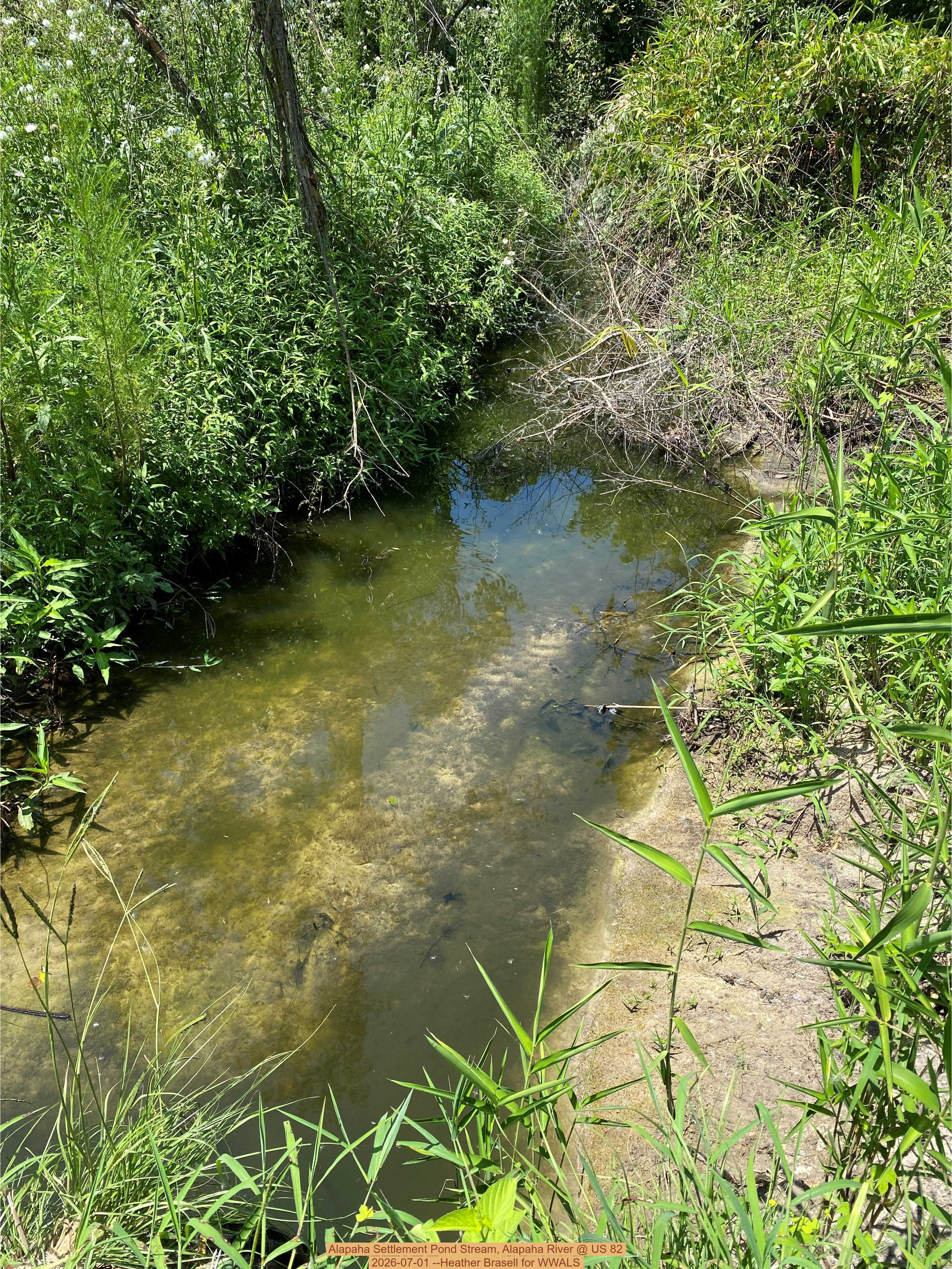 Alapaha Settlement Pond Stream, Alapaha River @ US 82 2026-07-01 --Heather Brasell for WWALS
