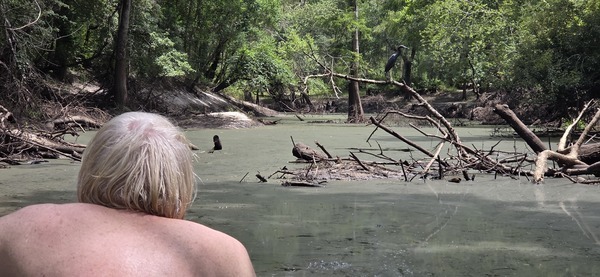 Little Blue Heron, 2026:07:11 12:30:01, 30.8862513, -83.3245016