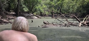 [Little Blue Heron, 2026:07:11 12:30:01, 30.8862513, -83.3245016]