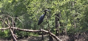 [Zoomed Little Blue Heron, 2026:07:11 12:30:05, 30.8862689, -83.3244982]