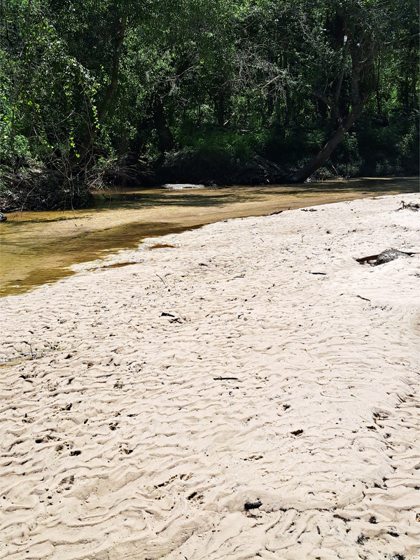 [Two Mile Branch @ Sugar Creek @ WaterGoat 2026-07-15 --Suzy Hall for WWALS]