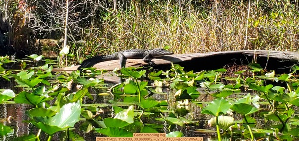 [Gator straddling log, 2023-11-025 11:53:03, 30.8608872, -82.3234103 --jsq for WWALS]