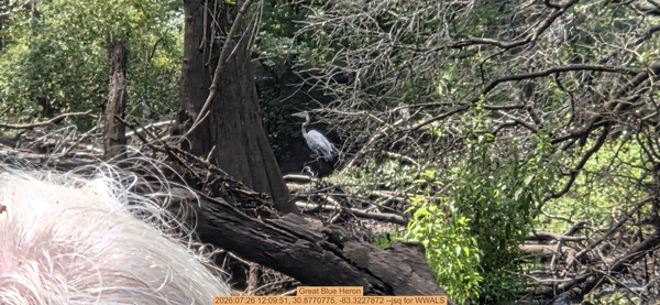 [Great Blue Heron, 2026:07:26 12:09:51, 30.8770775, -83.3227872 --jsq for WWALS]