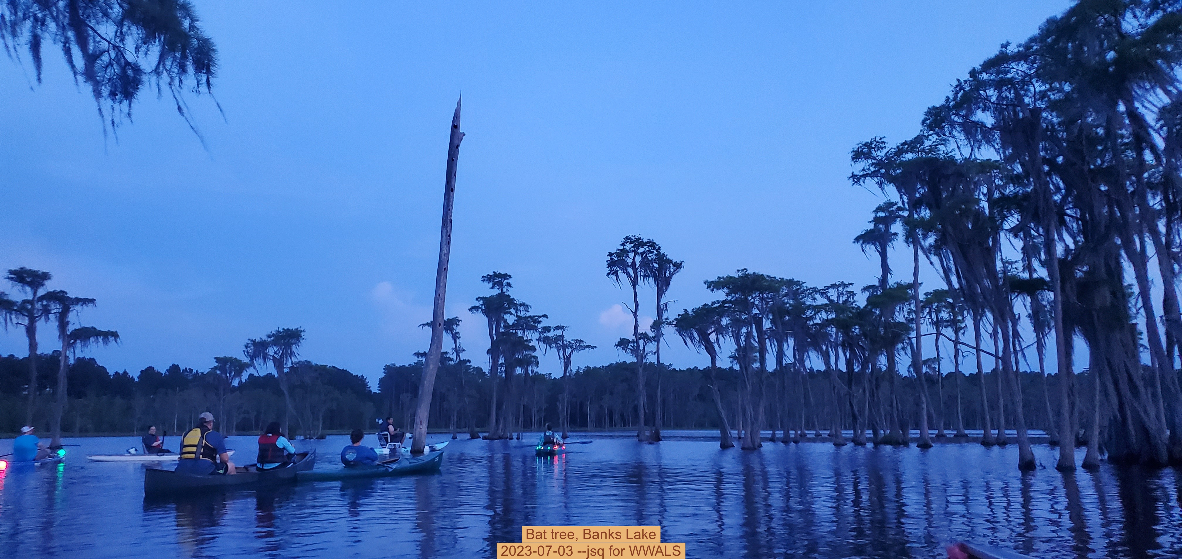 Bat tree, Banks Lake, 2023-07-03 --jsq for WWALS