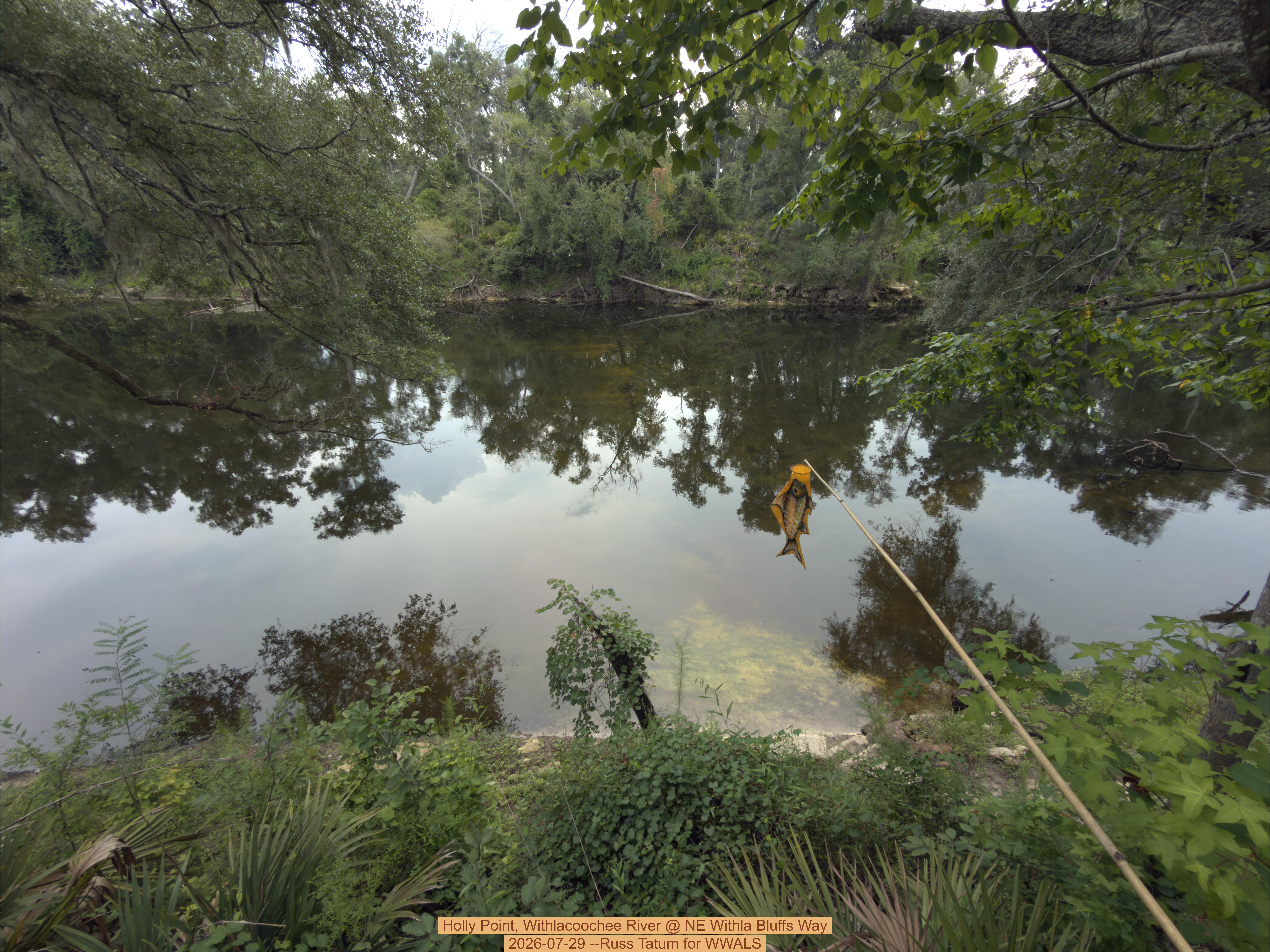 Holly Point, Withlacoochee River @ NE Withla Bluffs Way 2026-07-29 --Russ Tatum for WWALS