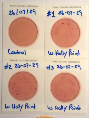 [Plates, Holly Point 2026-07-29 --Russ Tatum for WWALS]