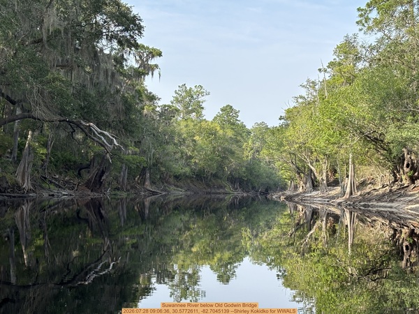 [Suwannee River below Old Godwin Bridge, 2026:07:28 09:06:36, 30.5772611, -82.7045139 --Shirley Kokidko for WWALS]